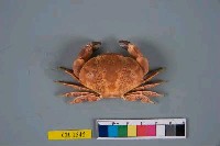 藏品(花紋愛潔蟹)的圖片